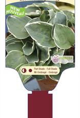 Hosta Country Mouse 1gal