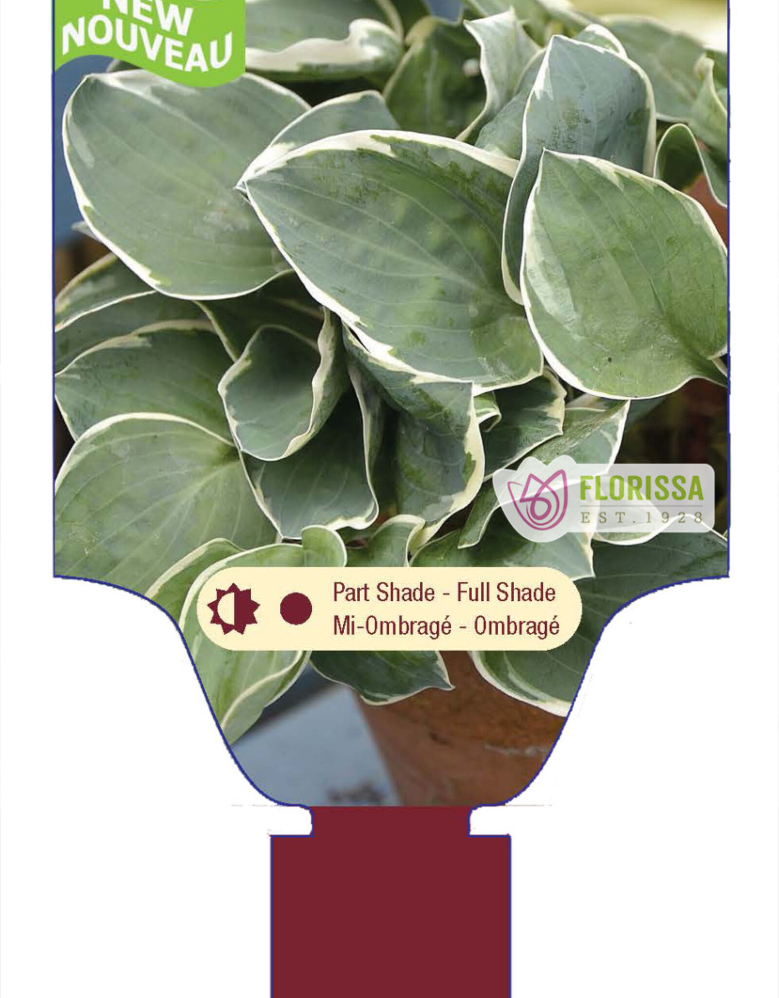 Hosta Country Mouse 1gal