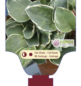Hosta Country Mouse 1gal