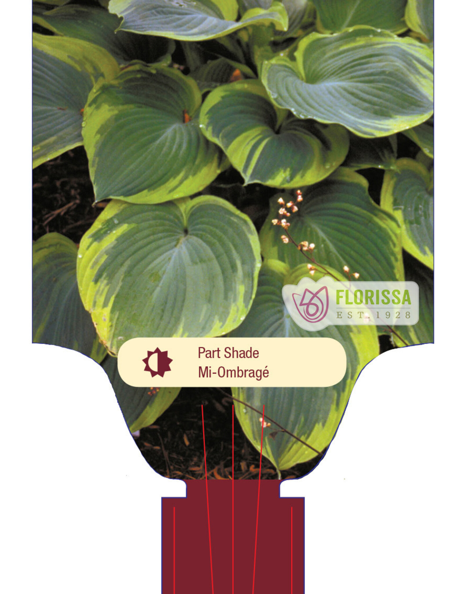 Hosta Earth Angel