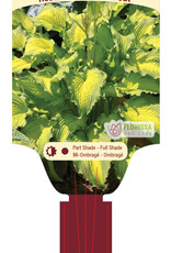 Hosta Emerald Ruff Cut 1gal