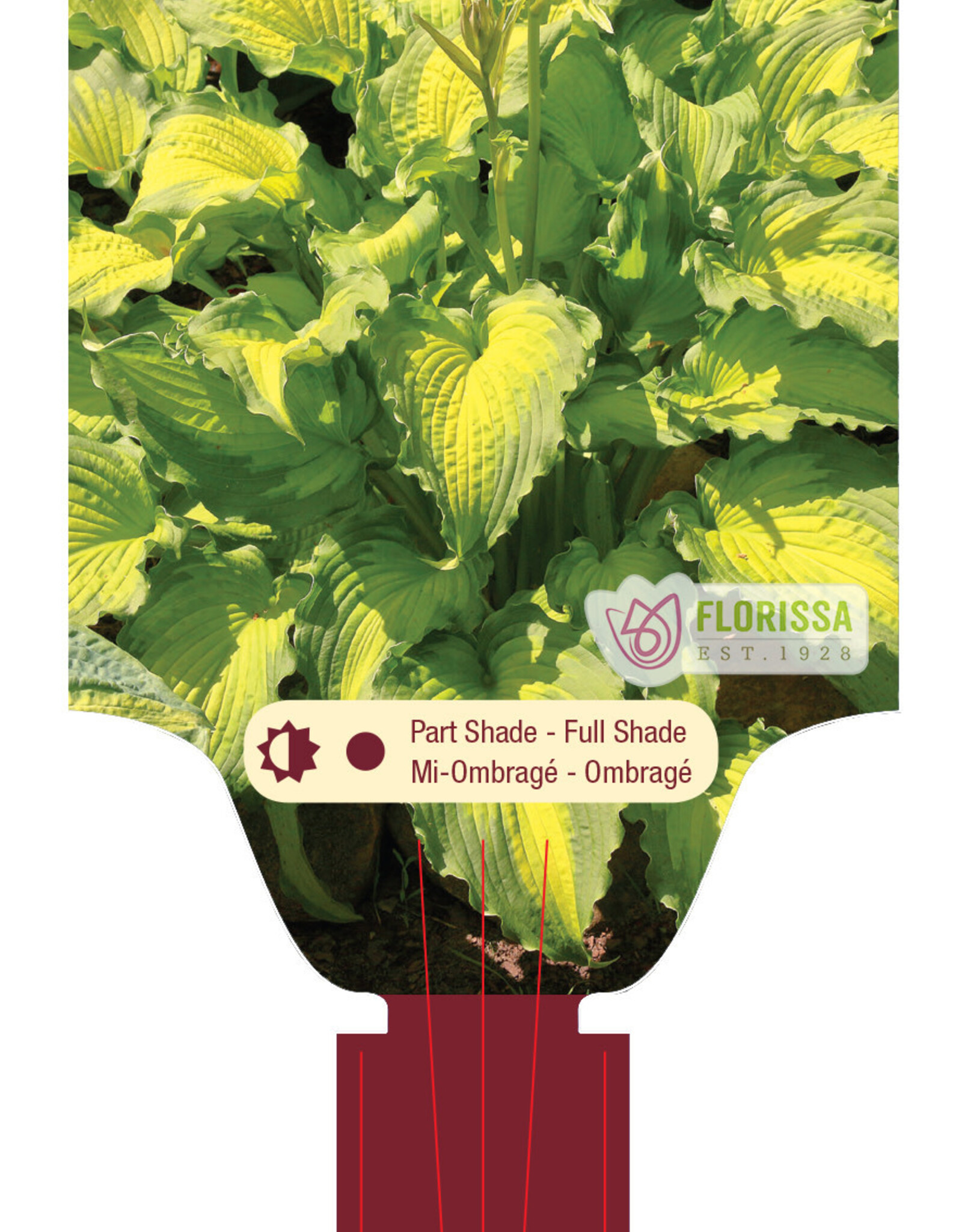 Hosta Emerald Ruff Cut 1gal