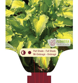 Hosta Emerald Ruff Cut 1gal