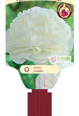 Peony Mother's Choice 1gal