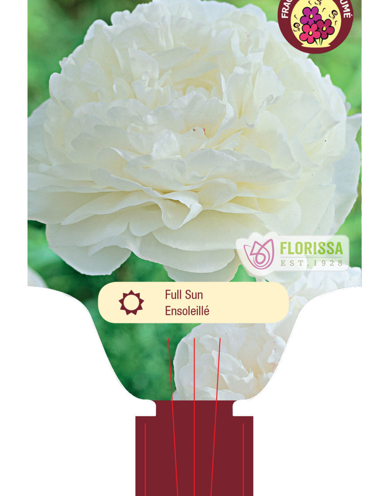 Peony Mother's Choice 1gal