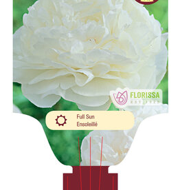 Peony Mother's Choice 1gal