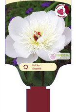 Peony - Paeonia - Immaculee 1gal