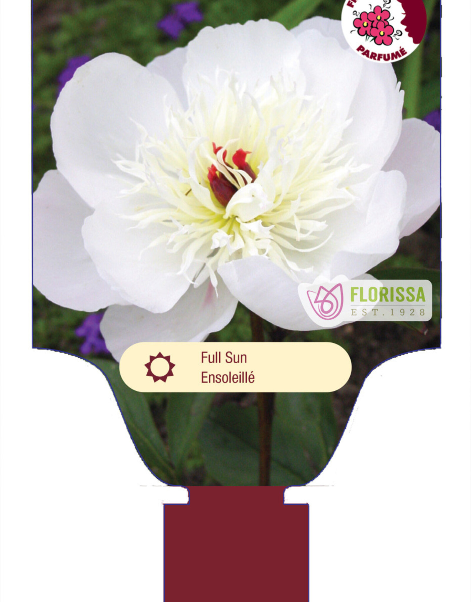 Peony - Paeonia - Immaculee 1gal