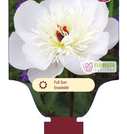 Peony - Paeonia - Immaculee 1gal