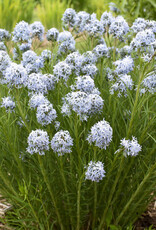 Proven Winners Amsonia - Blue Star - String Theory 1 gal