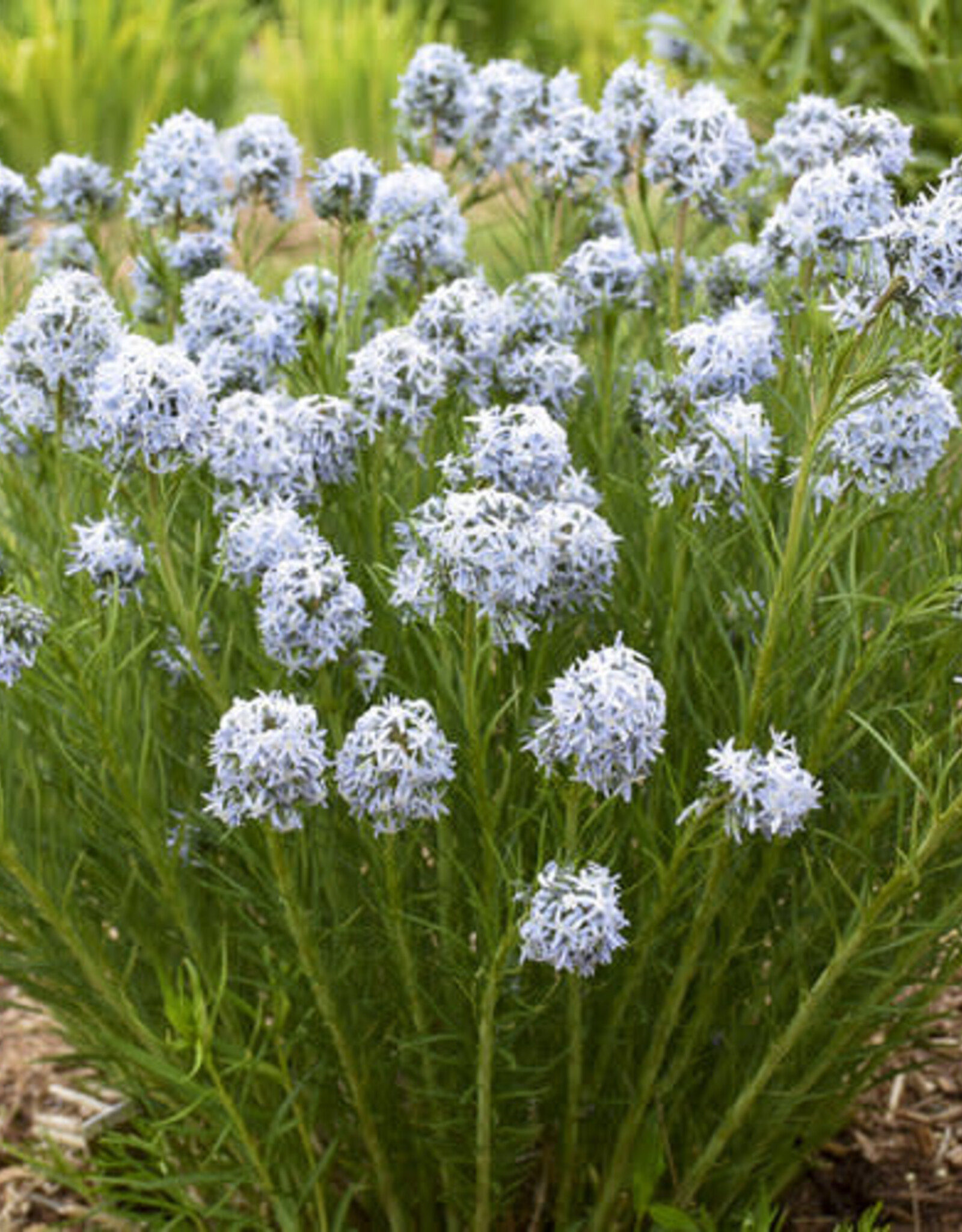 Proven Winners Amsonia - Blue Star - String Theory 1 gal