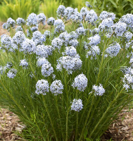 Proven Winners Amsonia - Blue Star - String Theory 1 gal