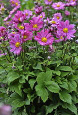 Proven Winners Anemone Curtain Call Deep Rose 1 gal