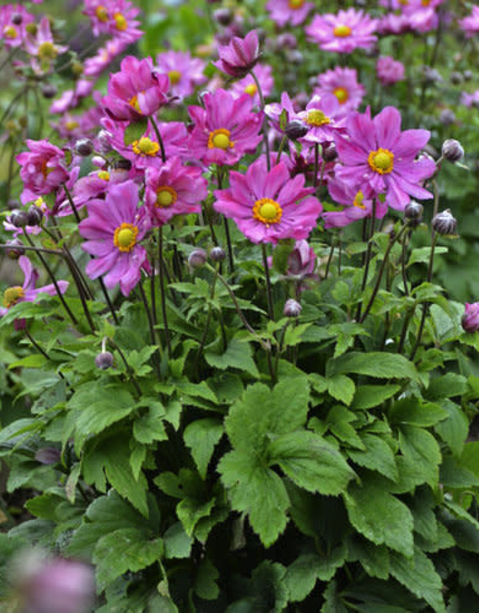 Proven Winners Anemone Curtain Call Deep Rose 1 gal
