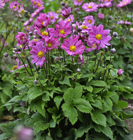 Proven Winners Anemone Curtain Call Deep Rose 1 gal