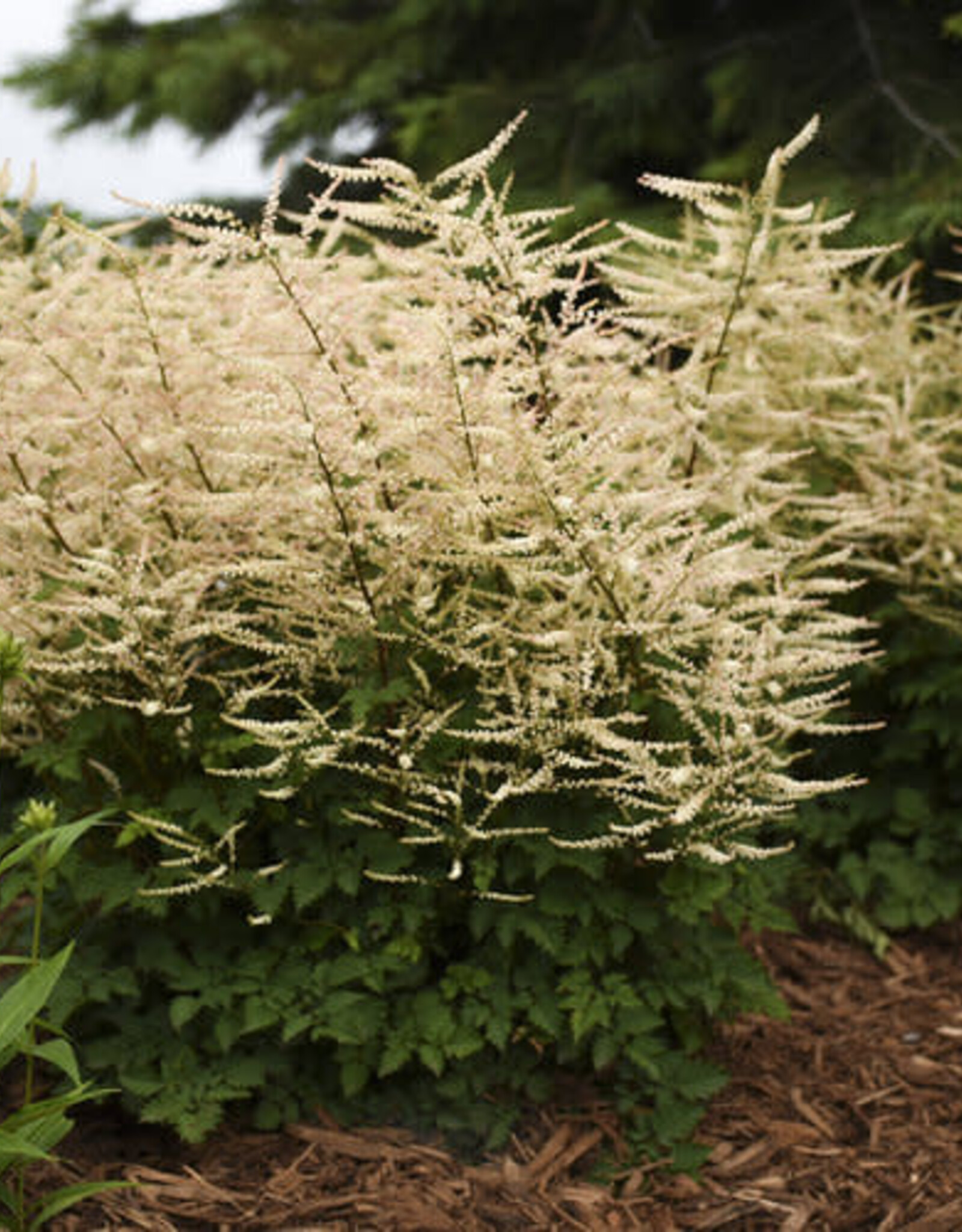 Goats Beard - Aruncus Sparkles 1 gal