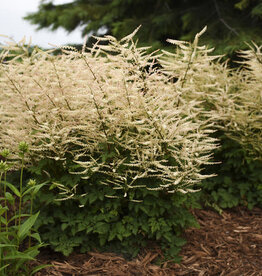 Goats Beard - Aruncus Sparkles 1 gal