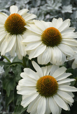 Proven Winners Echinacea - Coneflower - The Price is White 1 gal