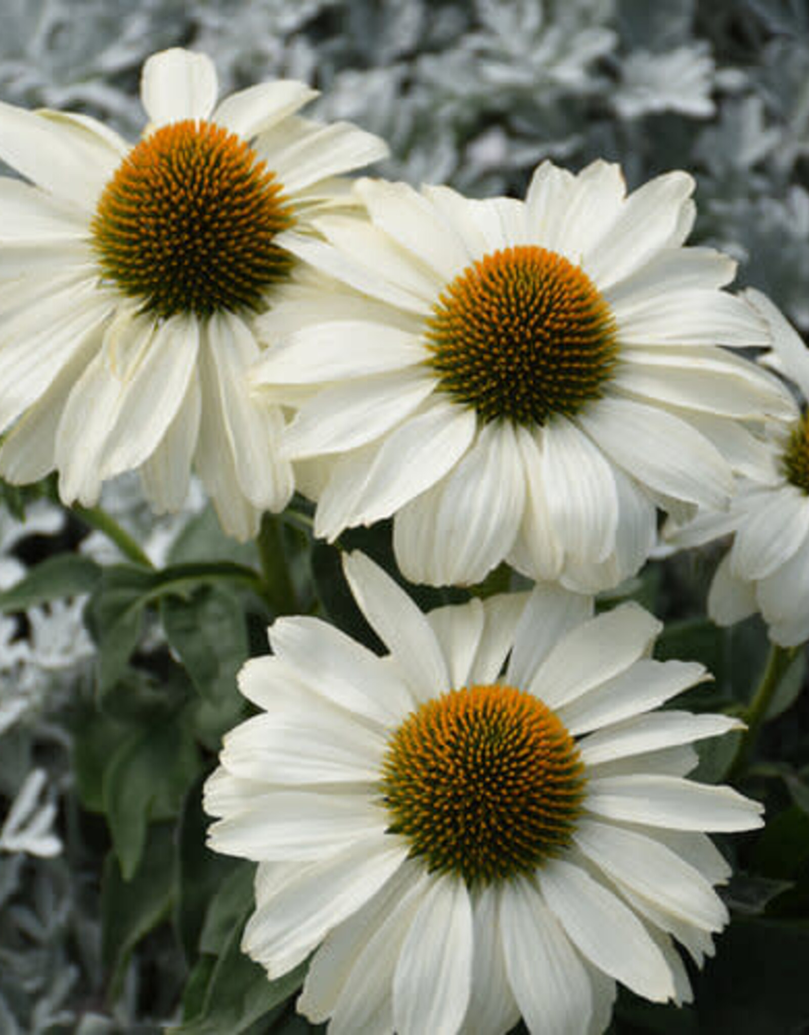 Proven Winners Echinacea - Coneflower - The Price is White 1 gal
