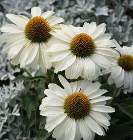 Proven Winners Echinacea - Coneflower - The Price is White 1 gal