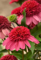 Proven Winners Echinacea - Coneflower - Watermelon Sugar 1 gal
