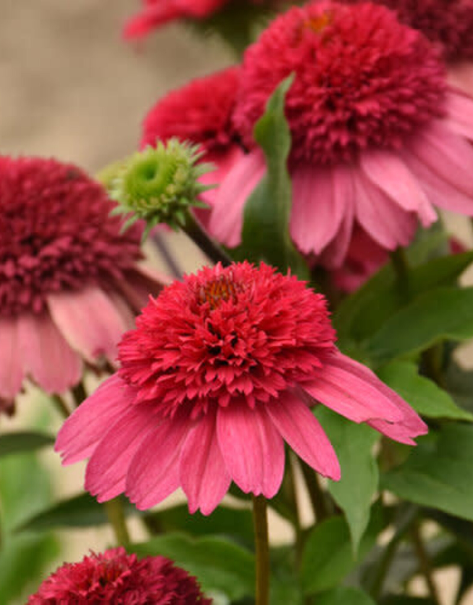 Proven Winners Echinacea - Coneflower - Watermelon Sugar 1 gal