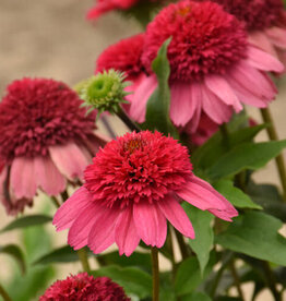 Proven Winners Echinacea - Coneflower - Watermelon Sugar 1 gal