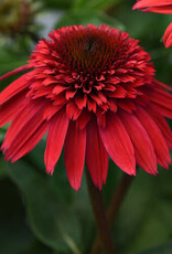 Proven Winners Echinacea - Coneflower - Strawberry Deluxe 1 gal