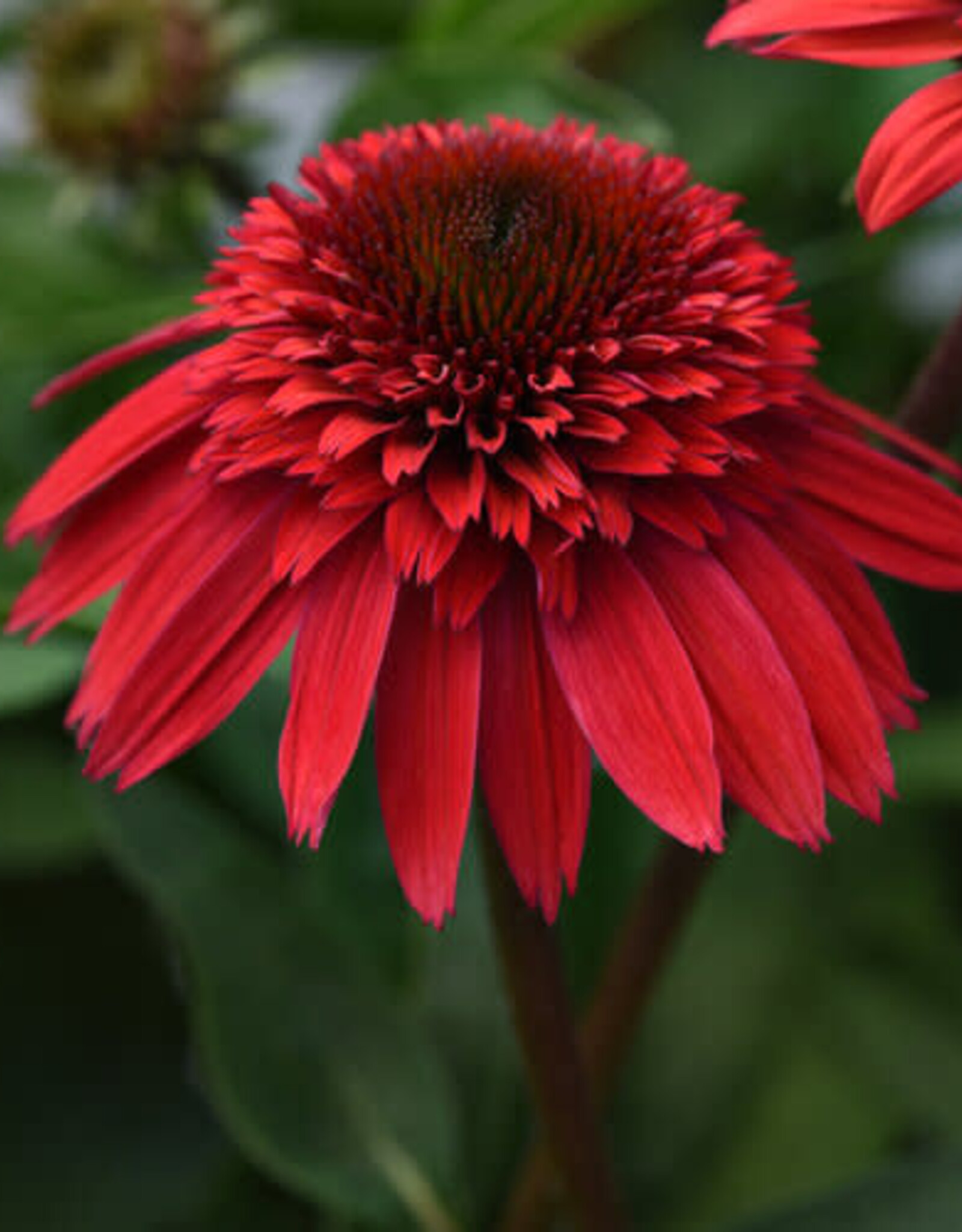 Proven Winners Echinacea - Coneflower - Strawberry Deluxe 1 gal