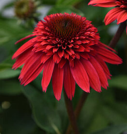 Proven Winners Echinacea - Coneflower - Strawberry Deluxe 1 gal