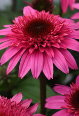 Proven Winners Echinacea - Coneflower - Watermelon Deluxe 1 gal