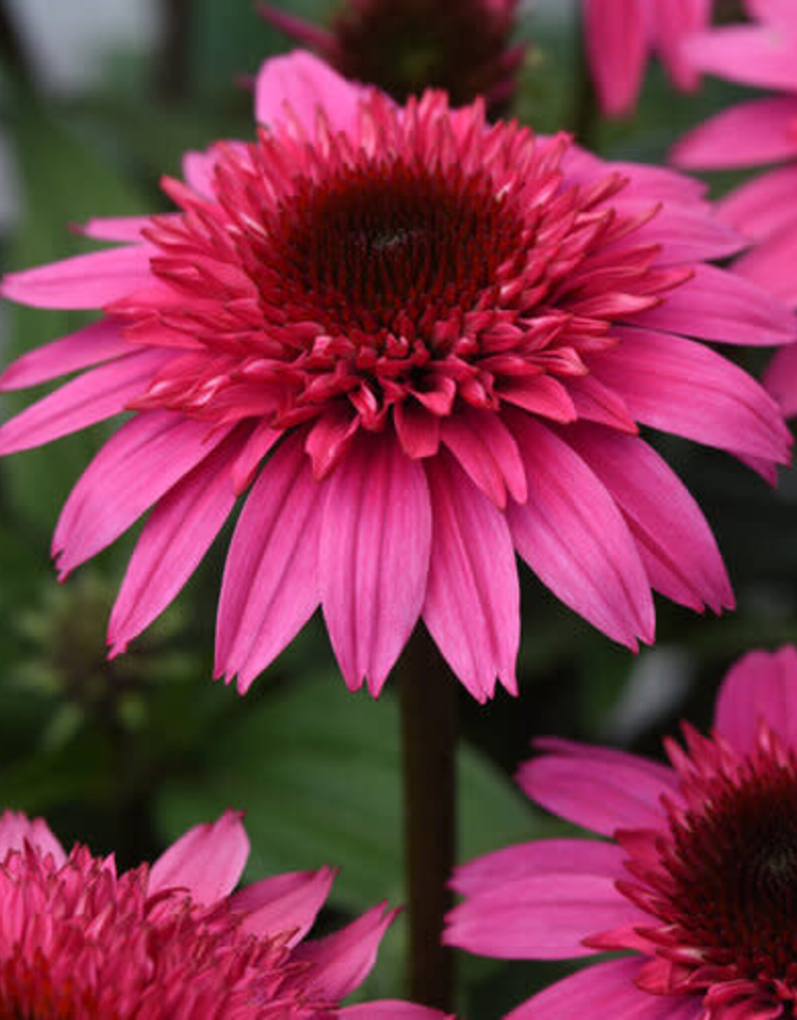 Proven Winners Echinacea - Coneflower - Watermelon Deluxe 1 gal