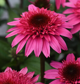 Proven Winners Echinacea - Coneflower - Watermelon Deluxe 1 gal