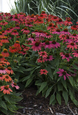 Proven Winners Echinacea - Coneflower - Firefinch 1 gal