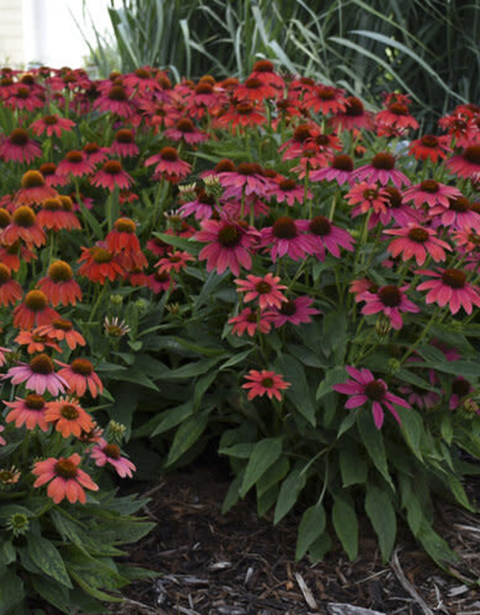 Proven Winners Echinacea - Coneflower - Firefinch 1 gal