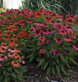 Proven Winners Echinacea - Coneflower - Firefinch 1 gal