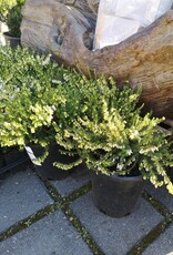 Winter Heath Springwood White - Erica Carnea 1 gal