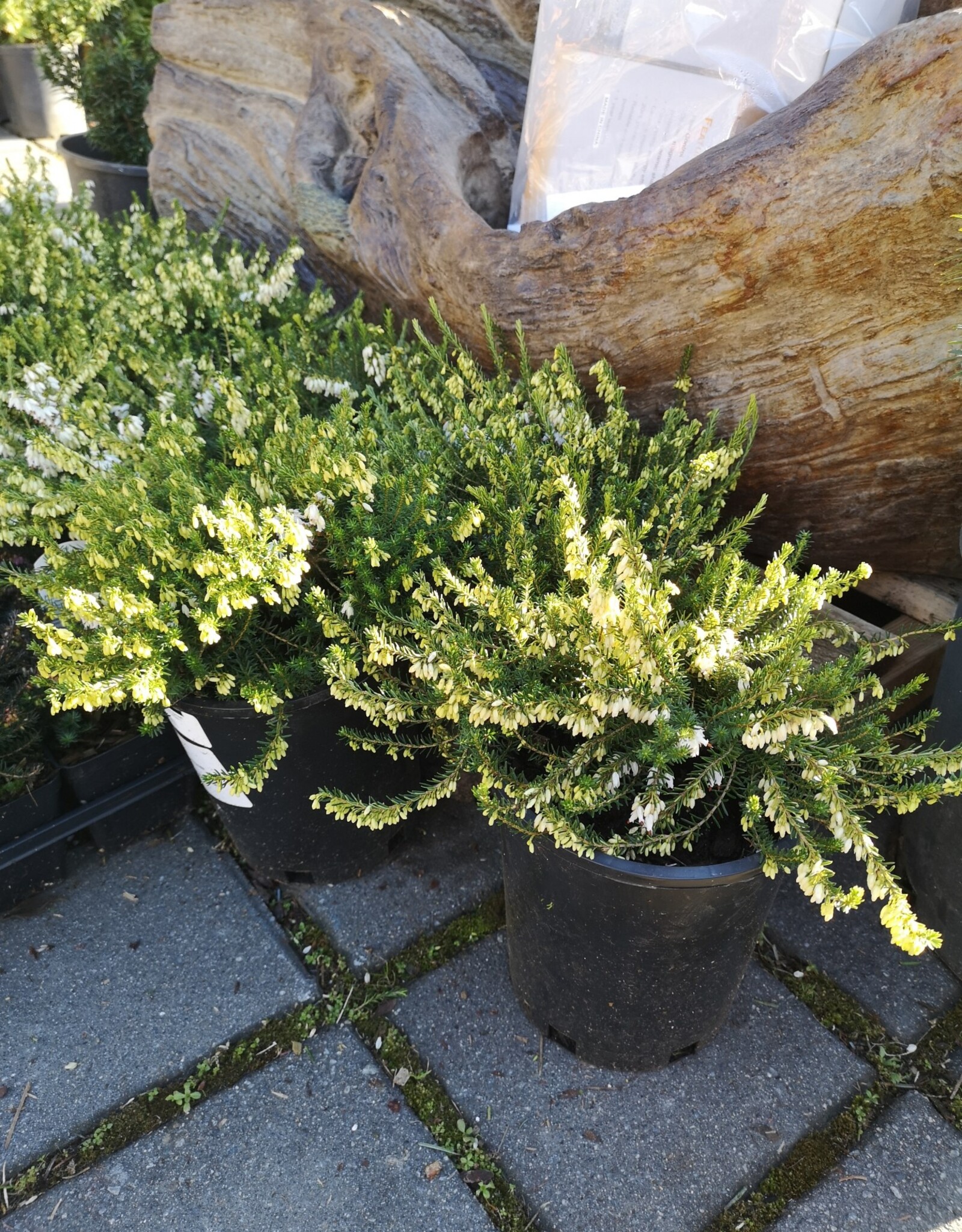Winter Heath Springwood White - Erica Carnea 1 gal