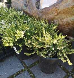 Winter Heath Springwood White - Erica Carnea 1 gal