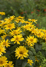 Proven Winners Heliopsis - False Sunflower - Tuscan Gold 1 gal
