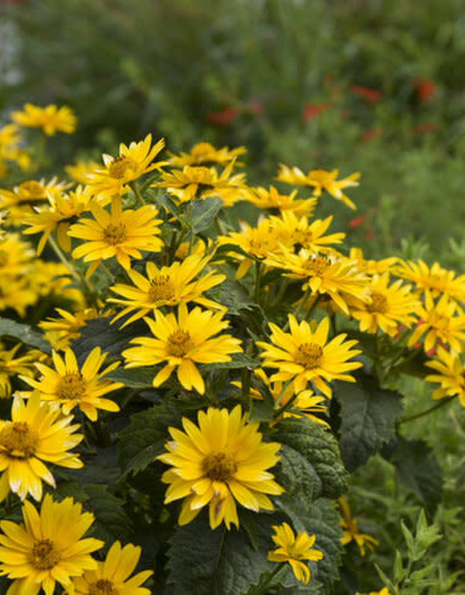 Proven Winners Heliopsis - False Sunflower - Tuscan Gold 1 gal