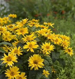 Proven Winners Heliopsis - False Sunflower - Tuscan Gold 1 gal