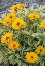 Proven Winners Heliopsis - False Sunflower - Bit of Honey 1 gal