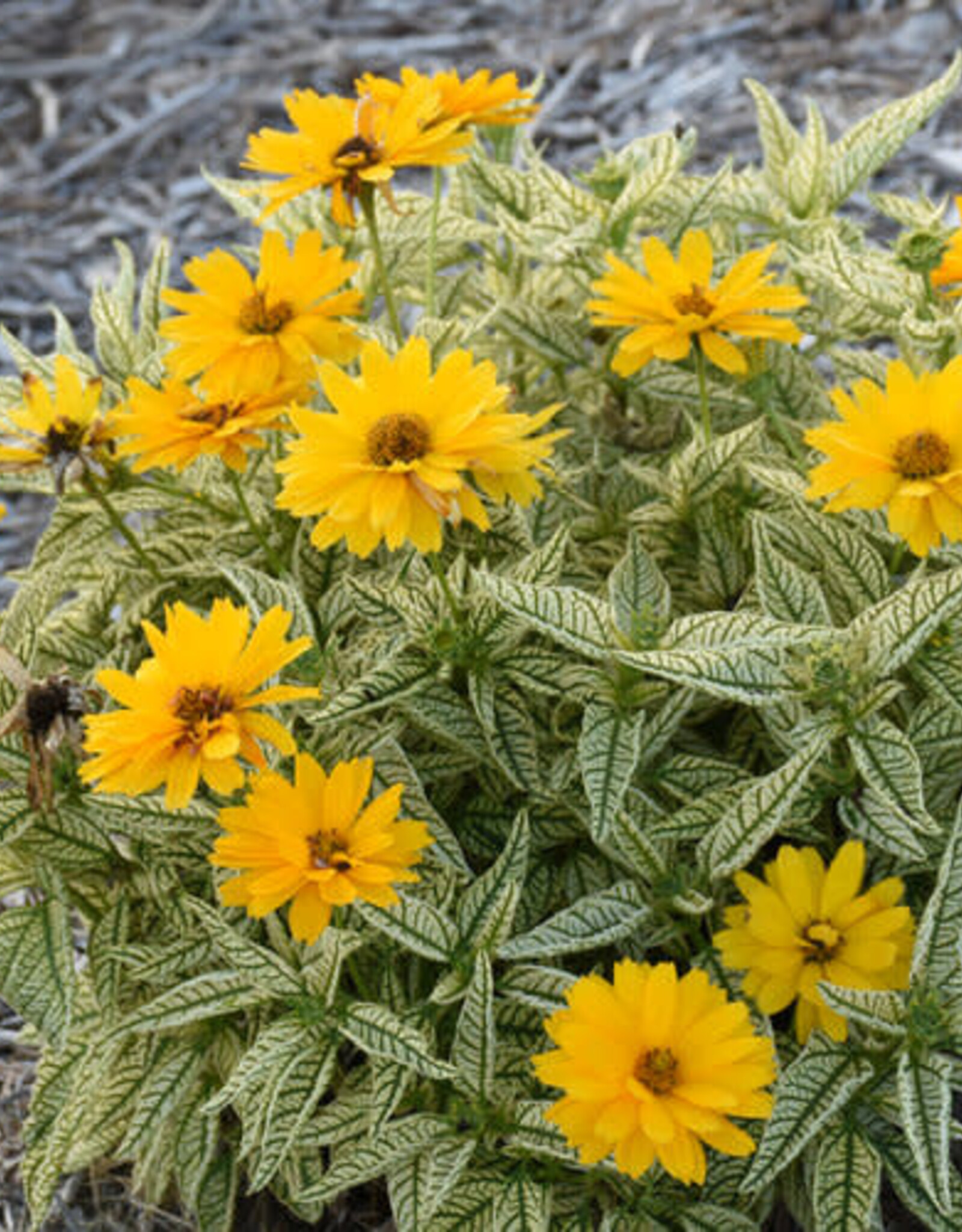 Proven Winners Heliopsis - False Sunflower - Bit of Honey 1 gal