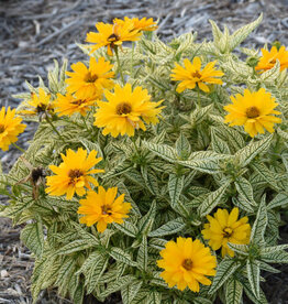 Proven Winners Heliopsis - False Sunflower - Bit of Honey 1 gal