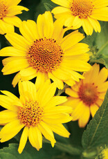 Proven Winners Heliopsis - False Sunflower - Tuscan Sun 1 gal