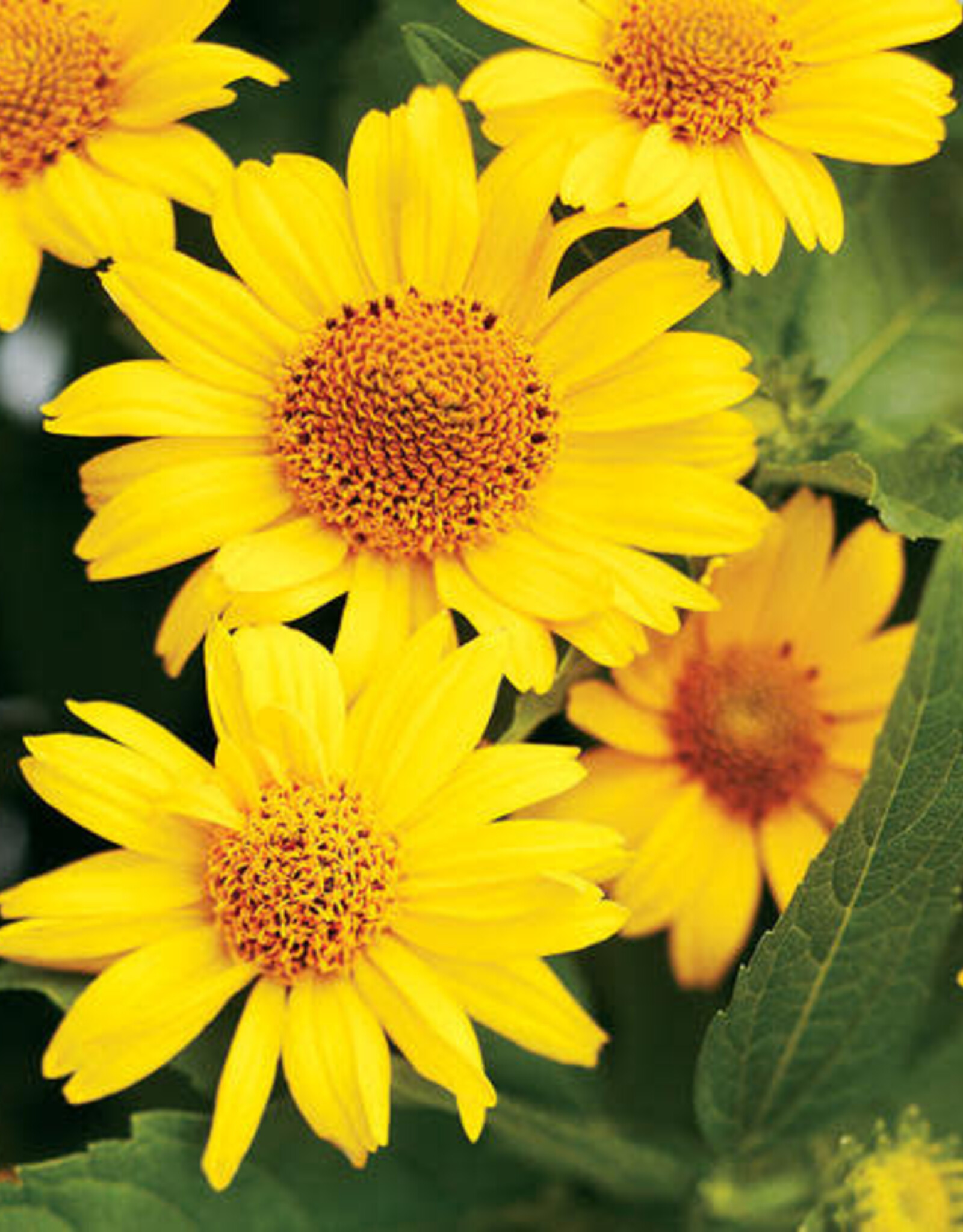 Proven Winners Heliopsis - False Sunflower - Tuscan Sun 1 gal