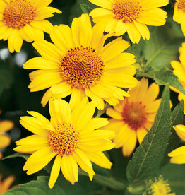 Proven Winners Heliopsis - False Sunflower - Tuscan Sun 1 gal