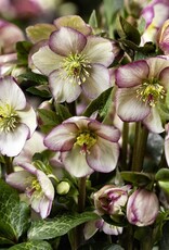 Helleborus Ice n Roses Maddy Marble 1 gal