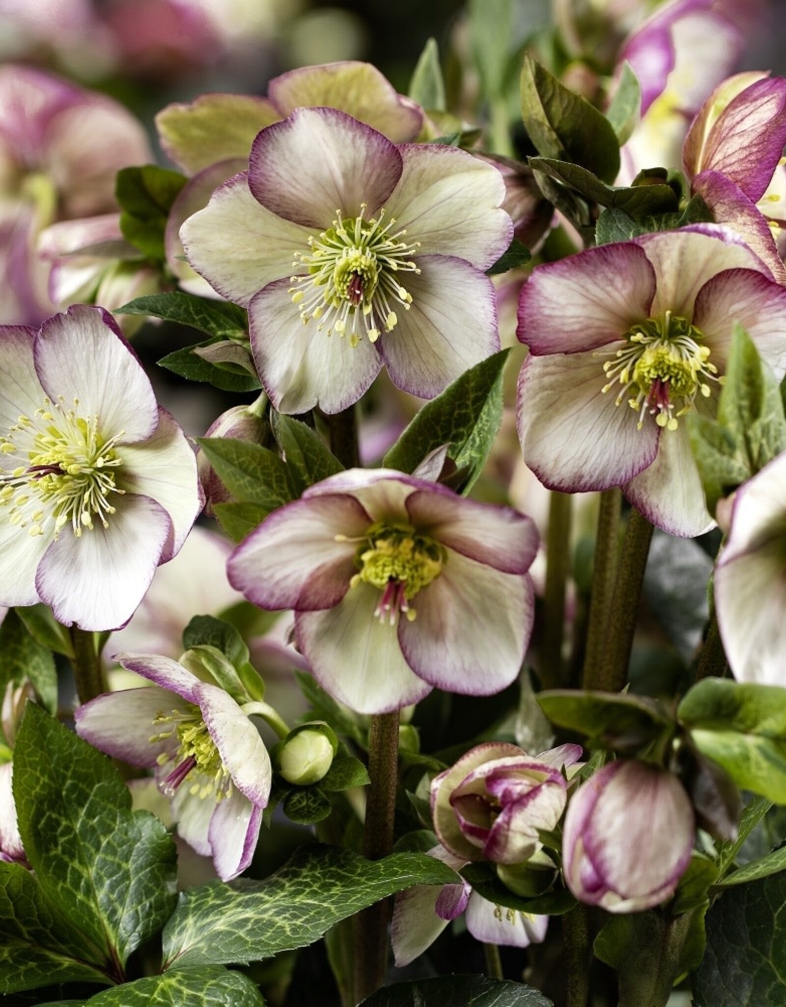 Helleborus Ice n Roses Maddy Marble 1 gal